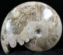 Polished Ammonite (Choffaticeras?) - Goulmima, Morocco #27368-6